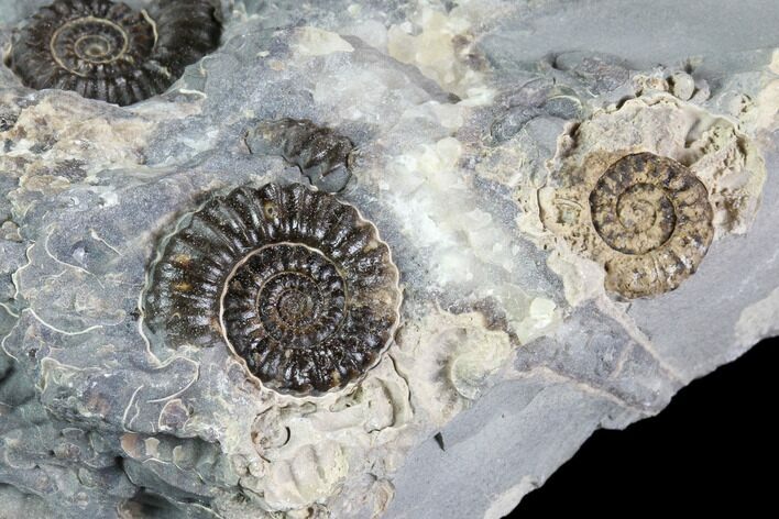 Ammonite (Promicroceras) Cluster - Somerset, England #86225